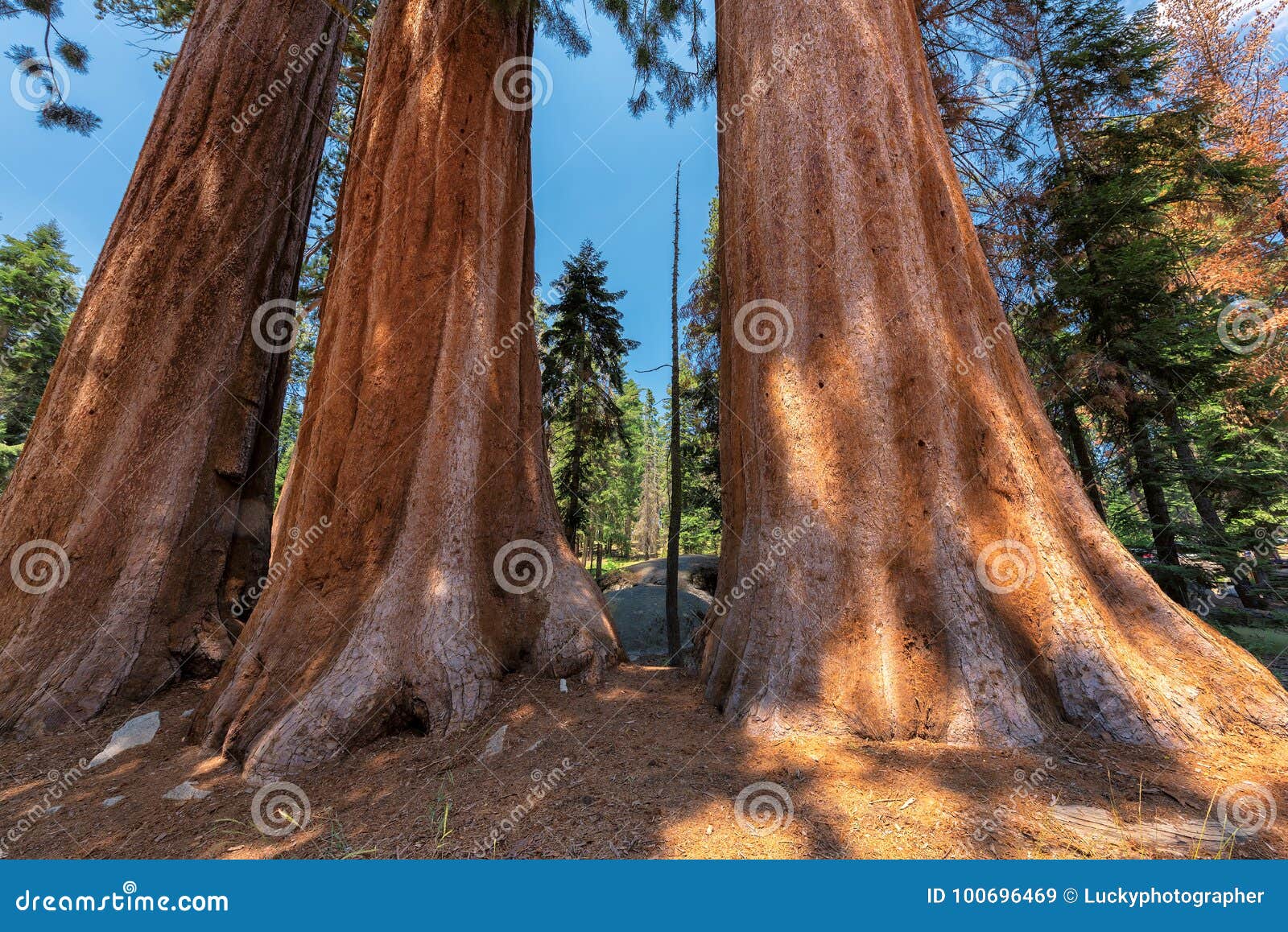 giant sequoias in sequoia national park