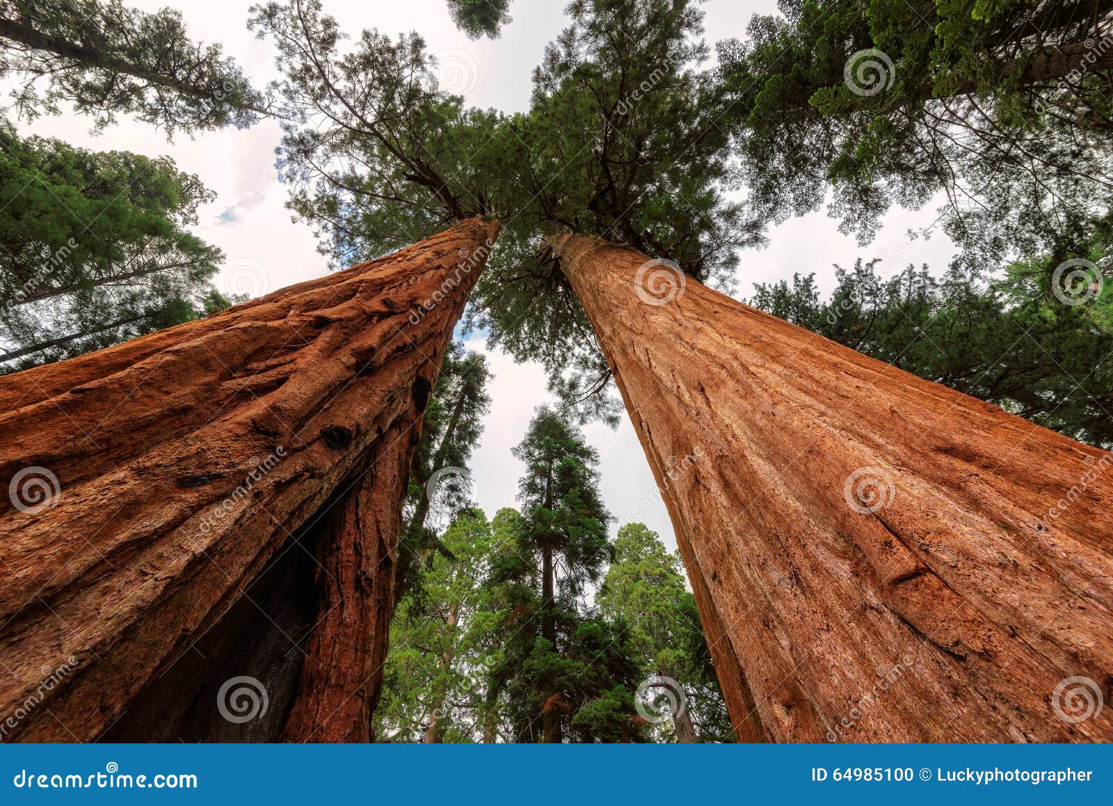 giant sequoias in the sequoia national park in california