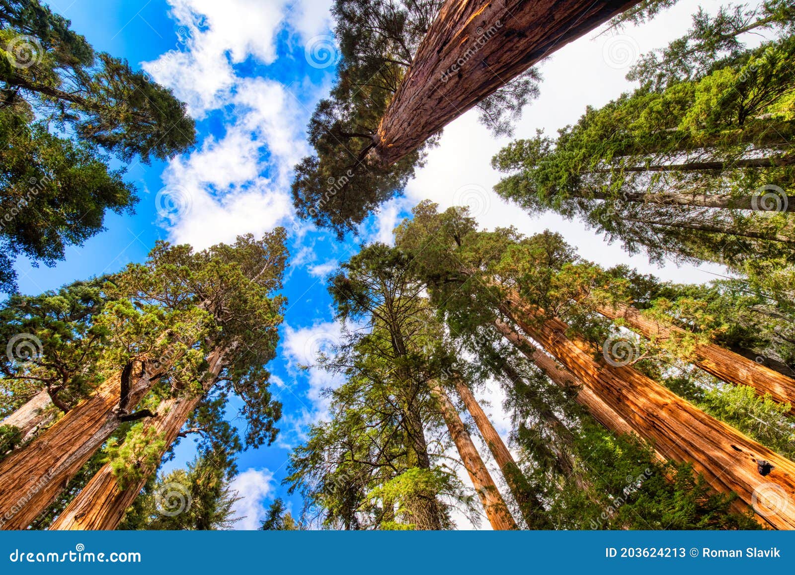 giant sequoias in the sequoia national park, california