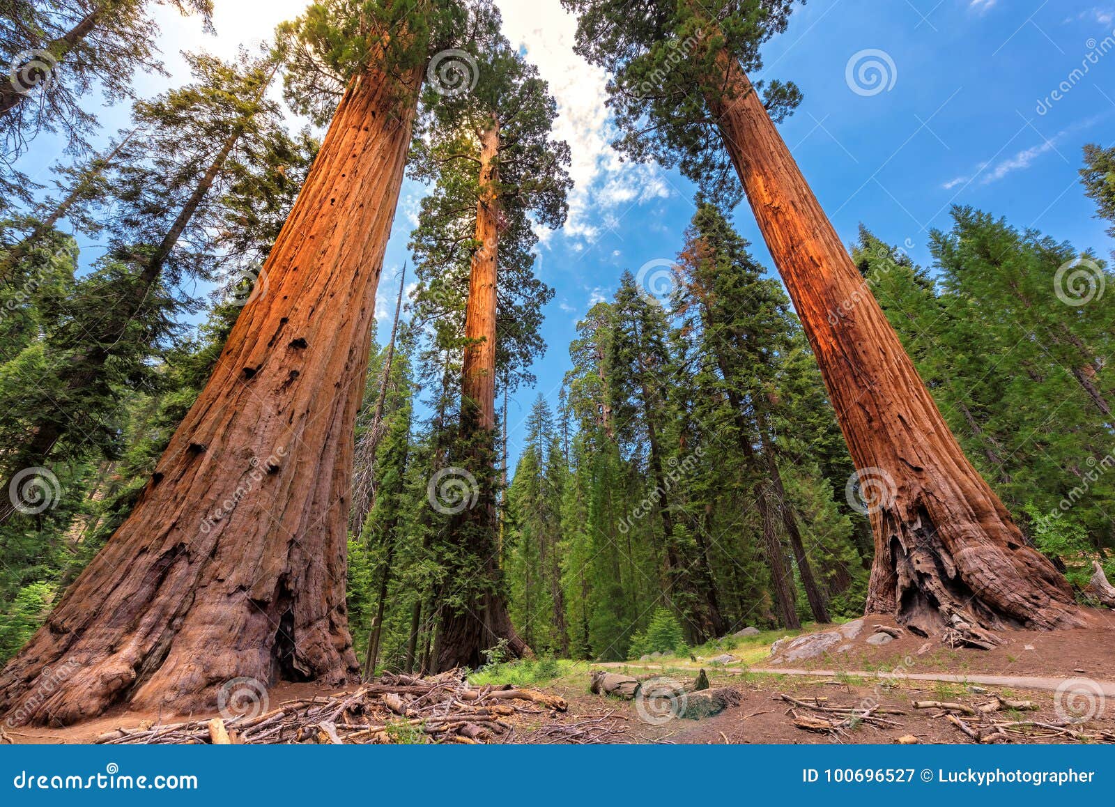 giant sequoias in sequoia national park