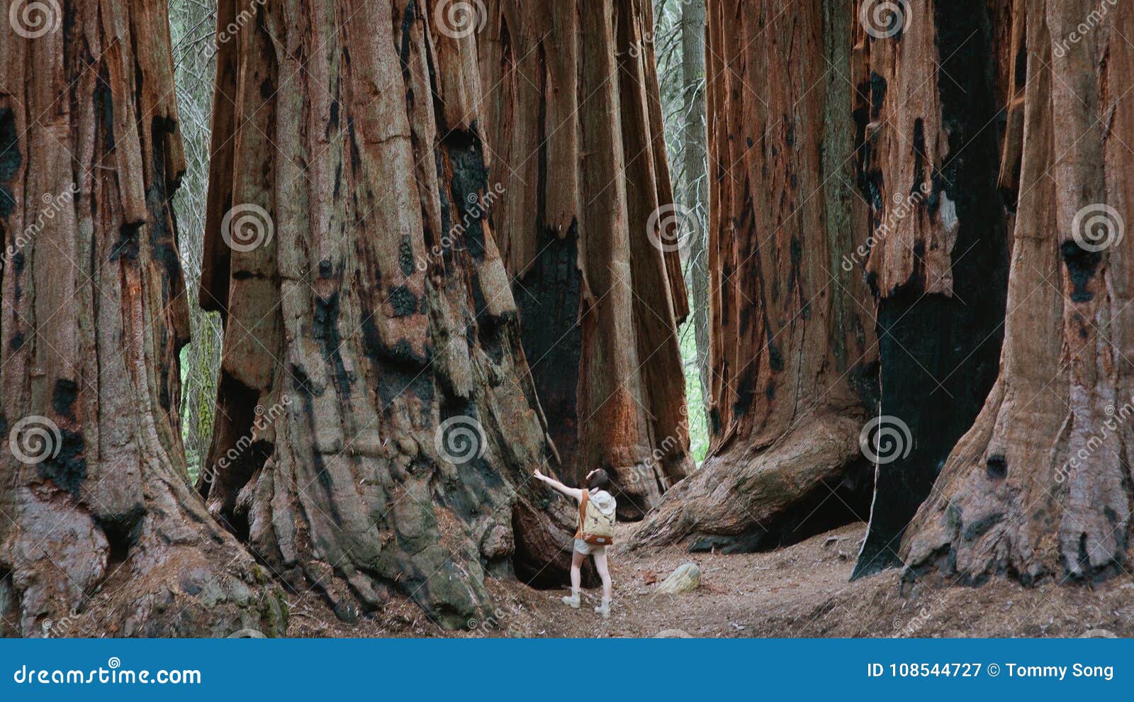 giant sequoias at sequoia national park