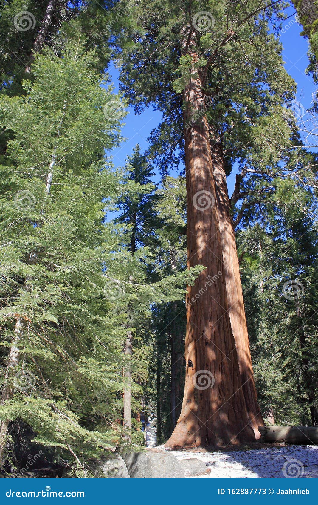 sequoia national park, sierra nevada, giant sequoias, sequoiadendron giganteum, in general sherman grove, california