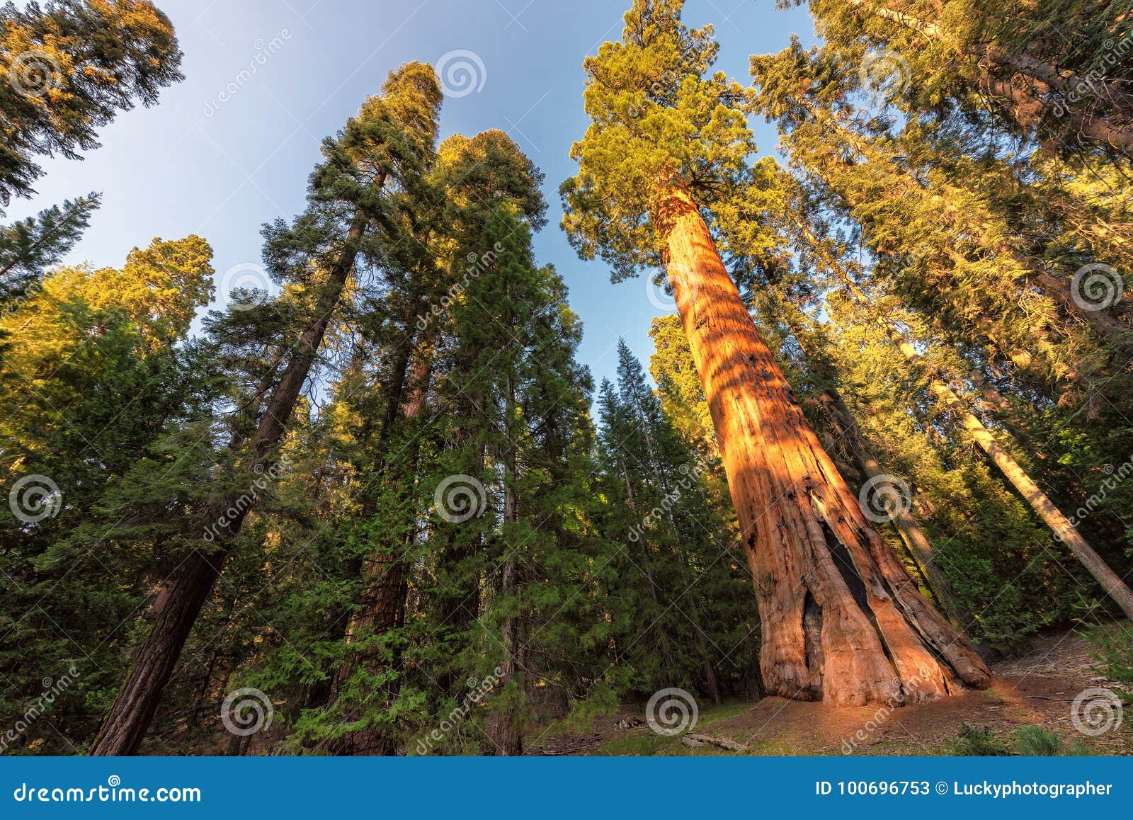 giant sequoias at sunset in sequoia national park