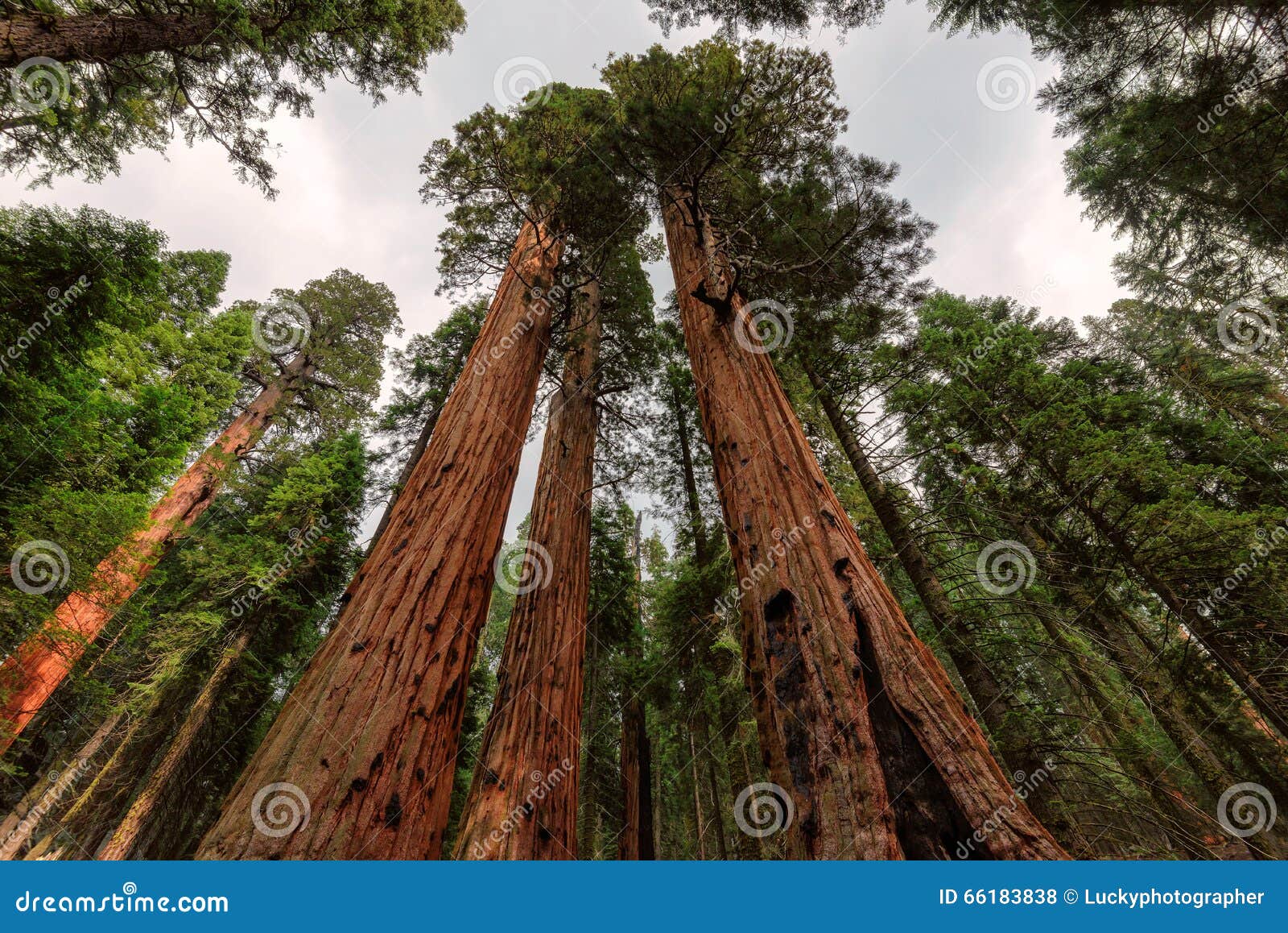 giant sequoias tree closeup in sequoia national park
