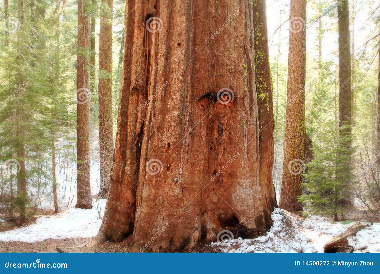 giant sequoias,yosemite national park
