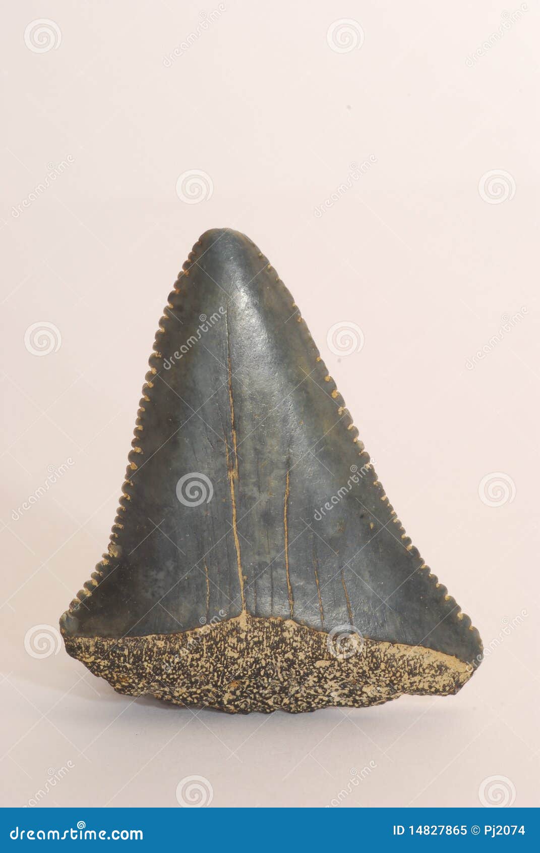 Giant Shark Tooth stock image. Image of great, predator - 14827865