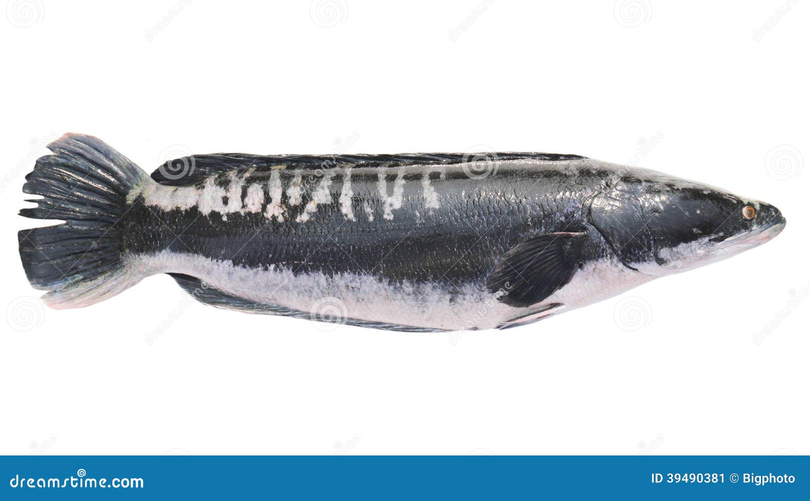 Northern Snakehead vs. Wallago attu