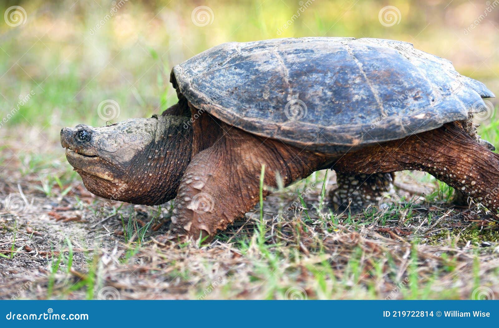 giant snapping turtle walking