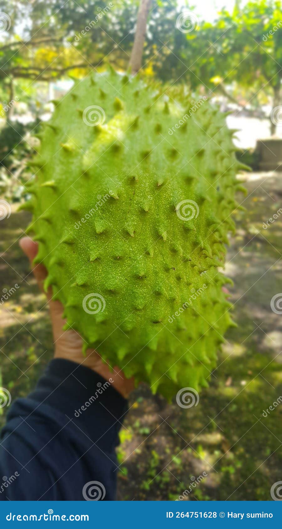 Giant Soursop Fruit at My Garden Stock Photo Image of fruit, giant