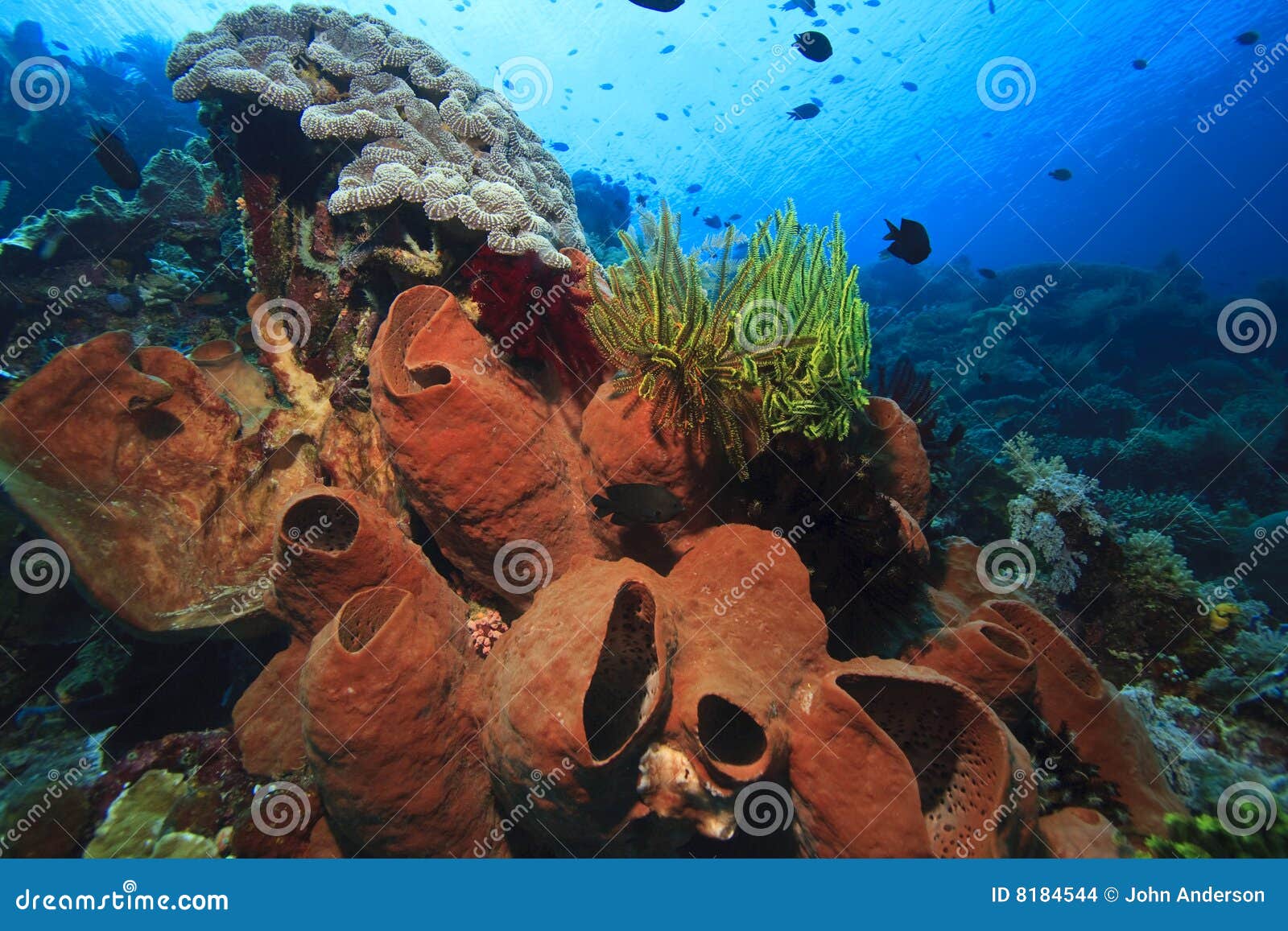 Giant Sponges stock photo. Image of life, lembeh, indo 8184544