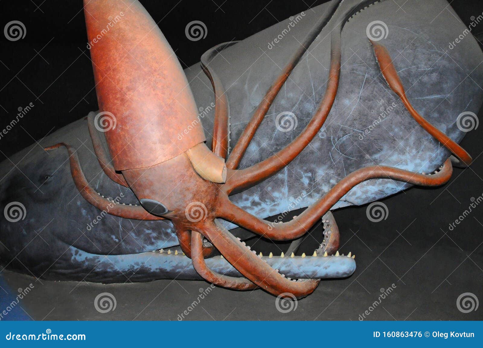 colossal squid display