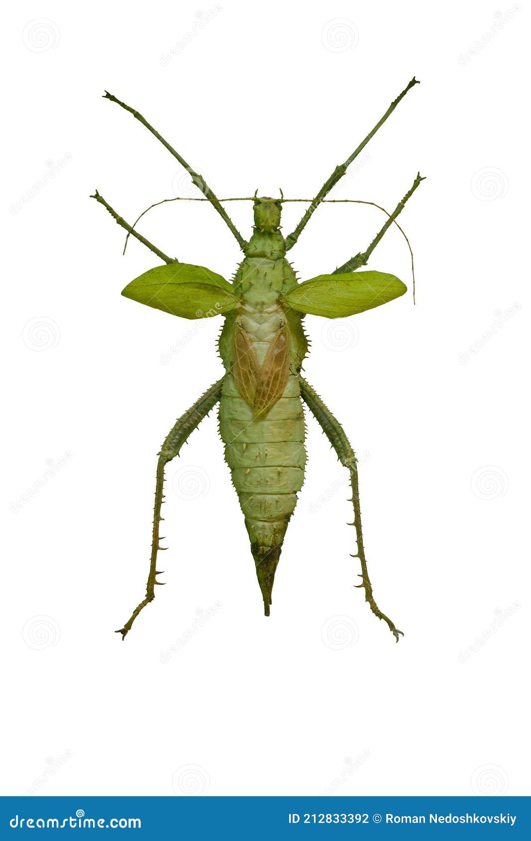 giant stick insect heteropterix dilatata  on white background