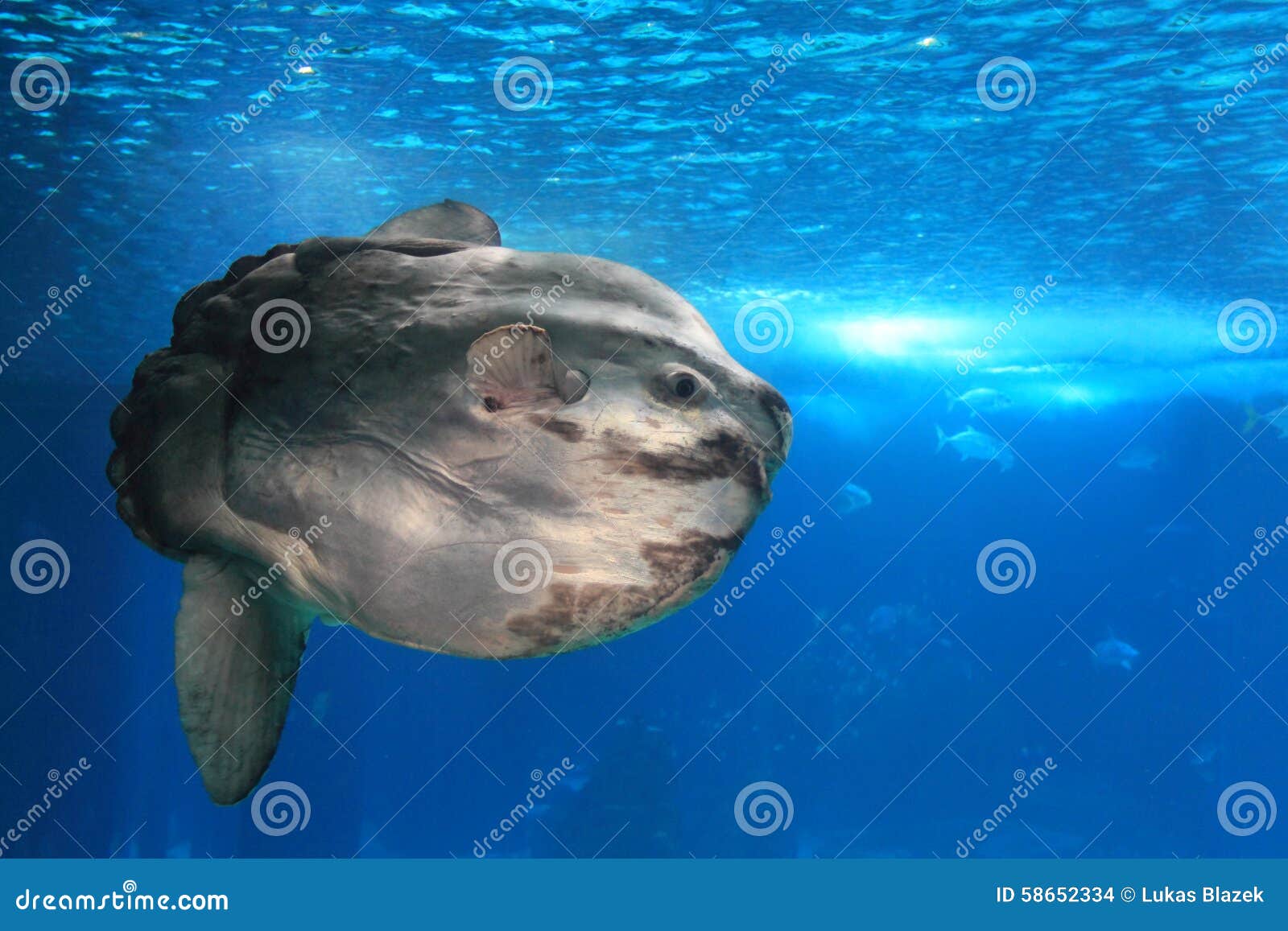 Giant sunfish stock photo. Image of bony, sunshine, nature - 58652334