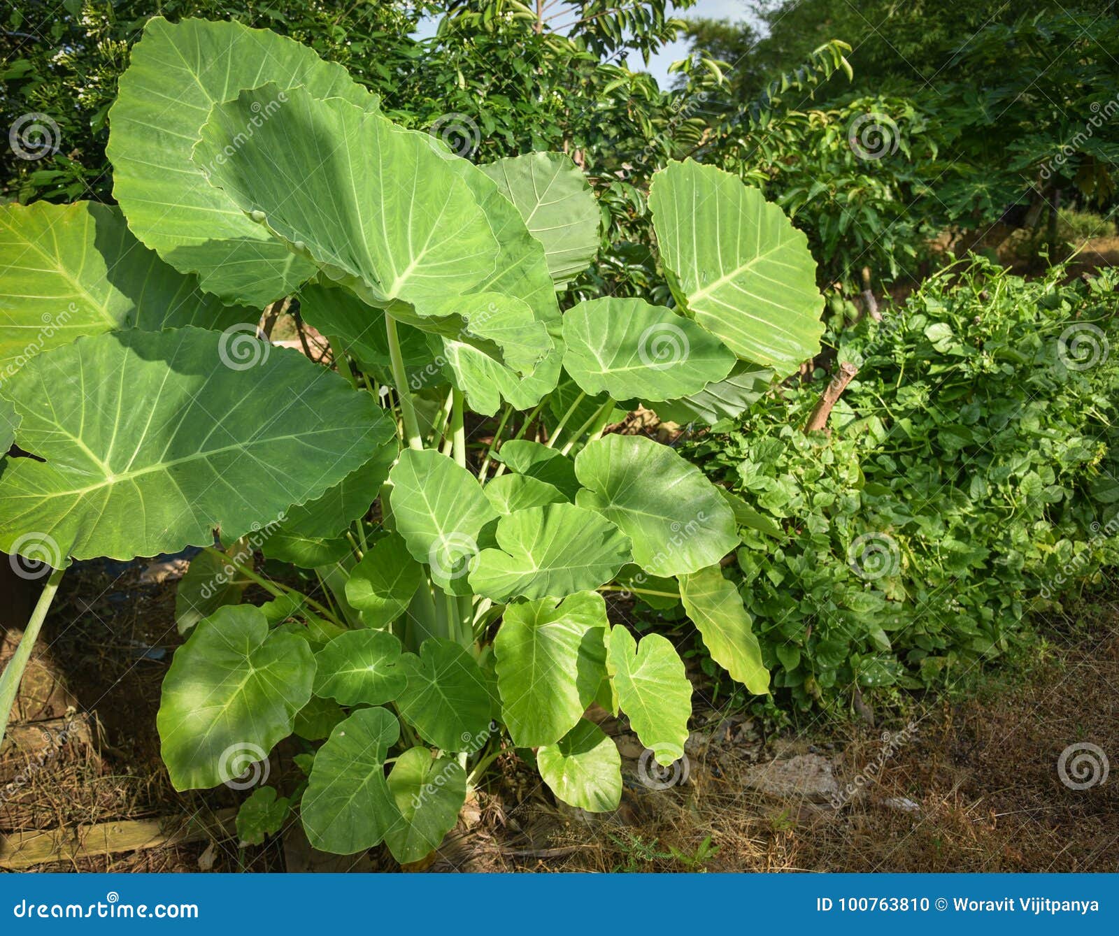 Giant Taro Leaves stock photo. Image of taro, green 100763810
