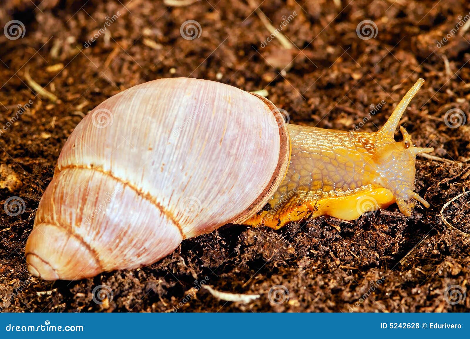 giant terrestrial snail