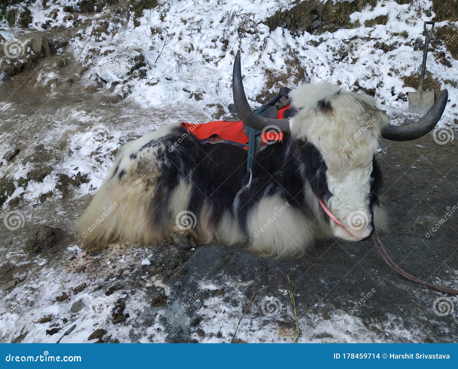 格安激安格安激安「walenode」Tibetan Yak Short Stal L2022aw