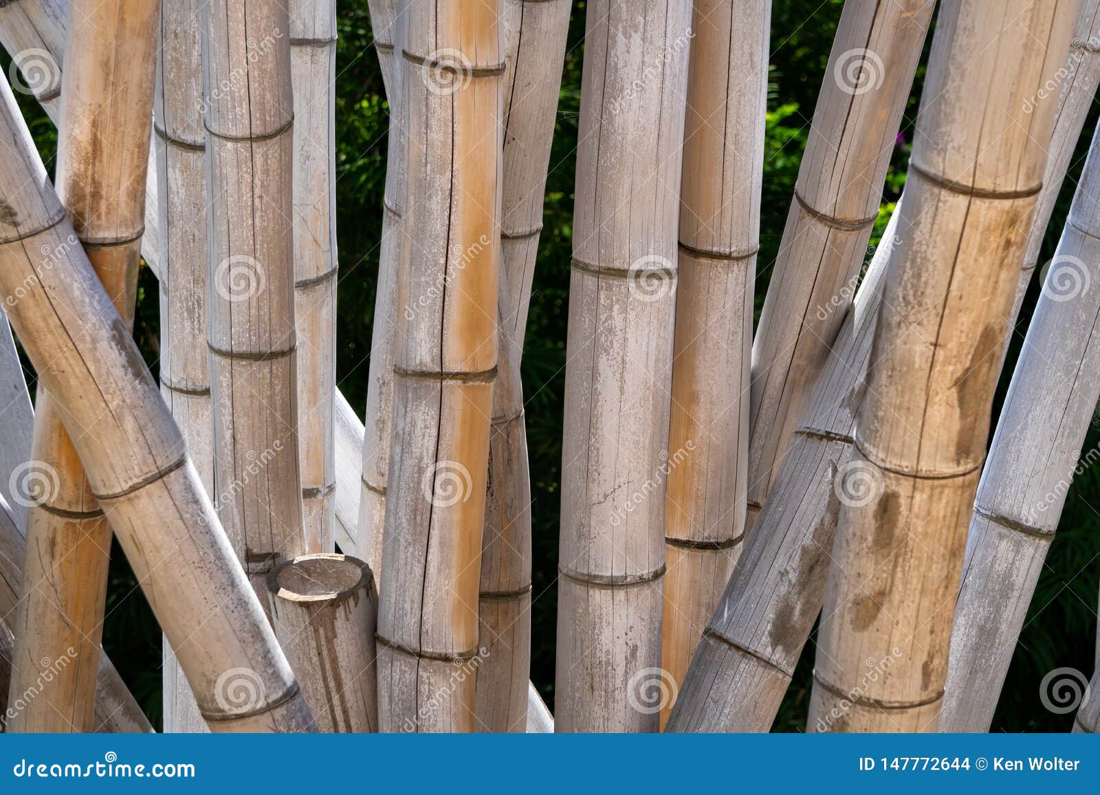 Giant Timber Bamboo Closeup Stock Photo Image of forest, park 147772644