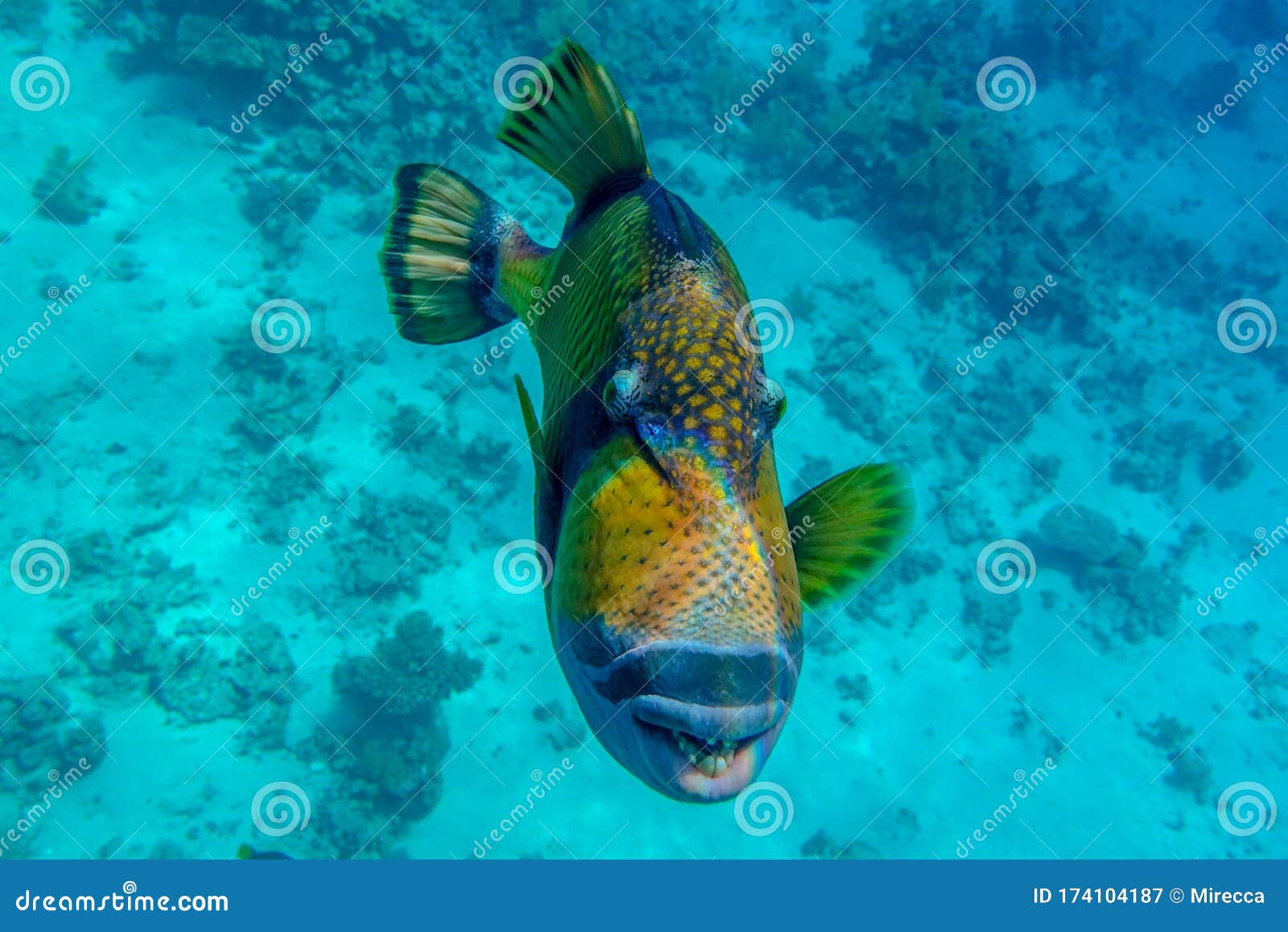 Giant Titan Triggerfish, Biggest Coral Reef Trigger Fish, Balistoides ...