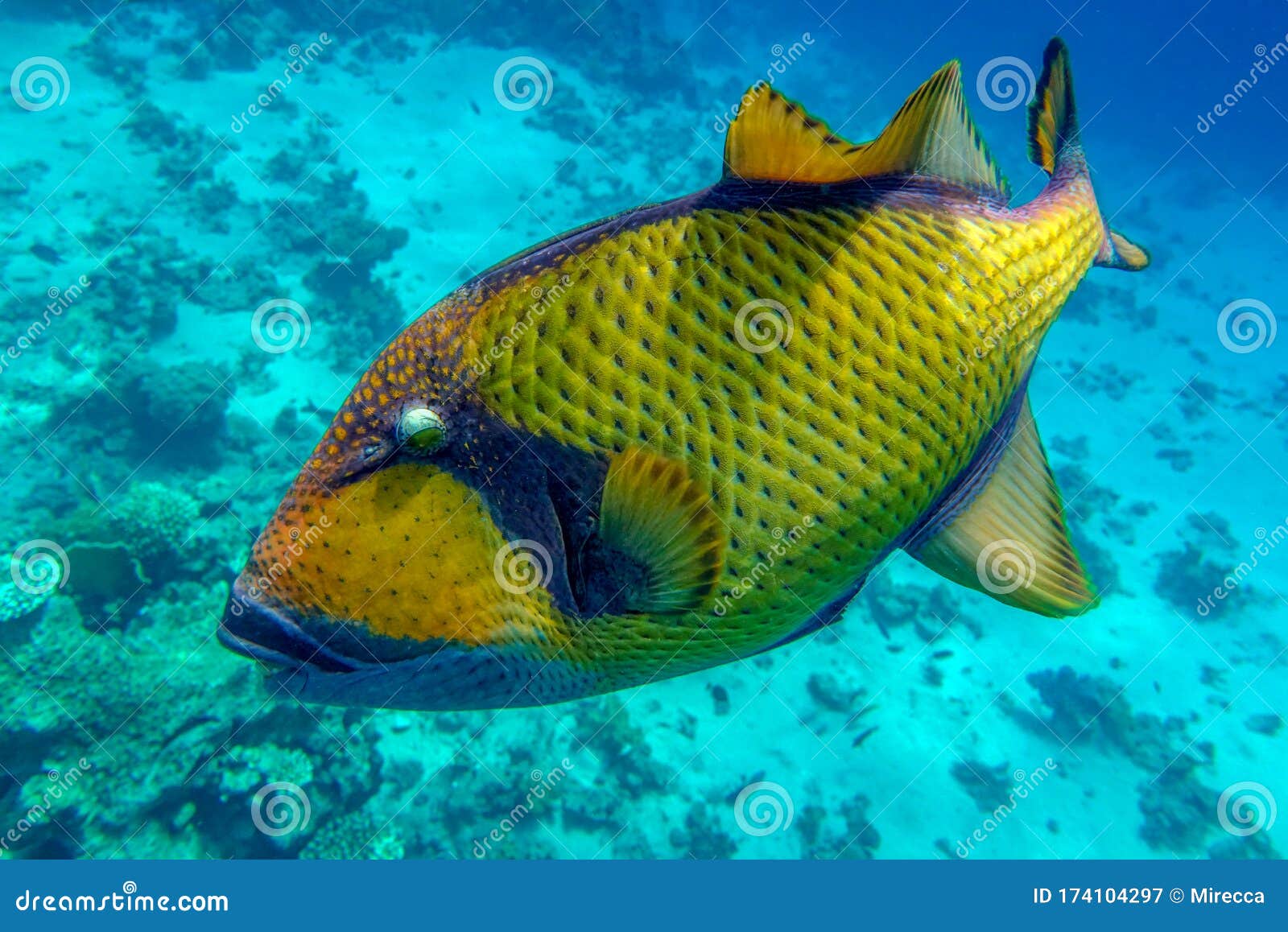 Giant Titan Triggerfish, Biggest Coral Reef Trigger Fish, Balistoides ...