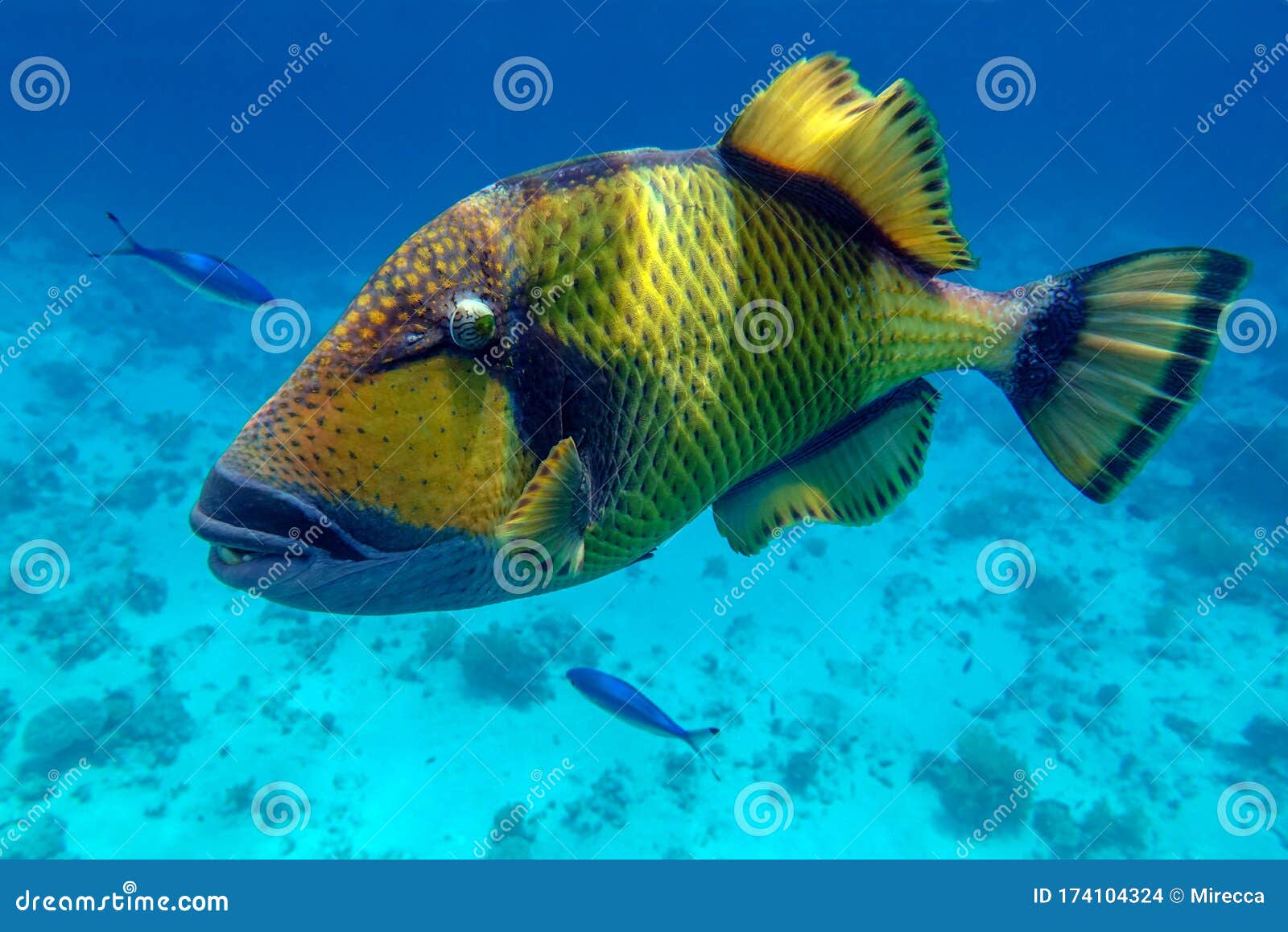 Giant Titan Triggerfish, Biggest Coral Reef Trigger Fish, Balistoides ...