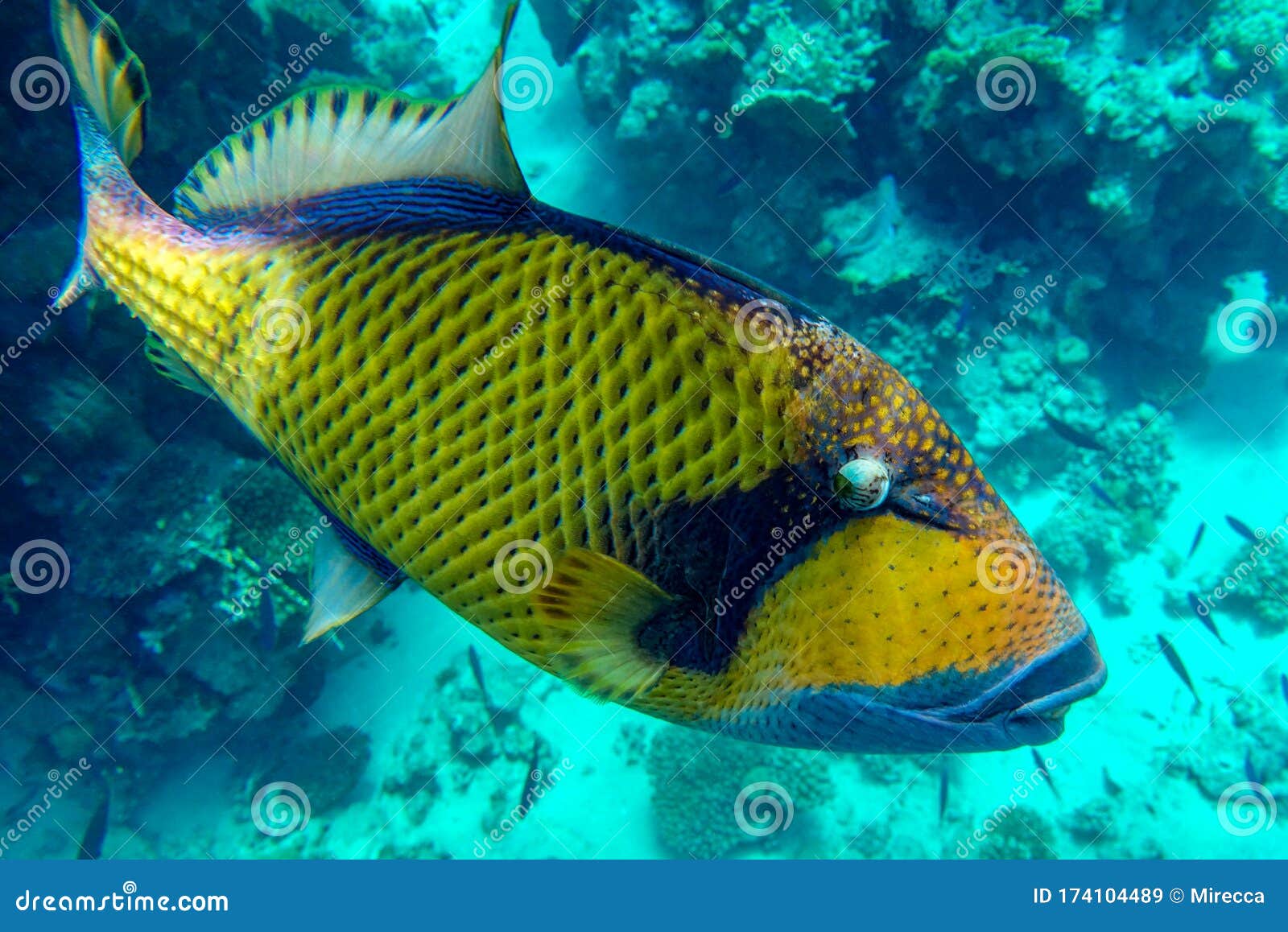 Giant Titan Triggerfish, Biggest Coral Reef Trigger Fish, Balistoides ...