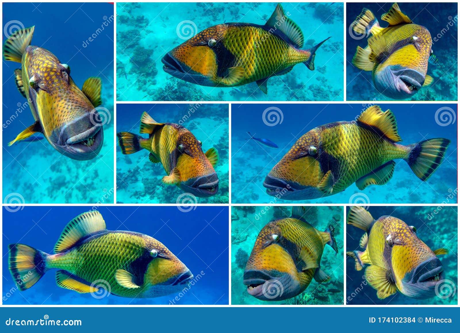 Set of Giant Titan Triggerfish, Biggest Coral Reef Trigger Fish,  Balistoides Viridescens. Red Sea, Egypt Stock Photo - Image of balistoides,  dive: 174102384