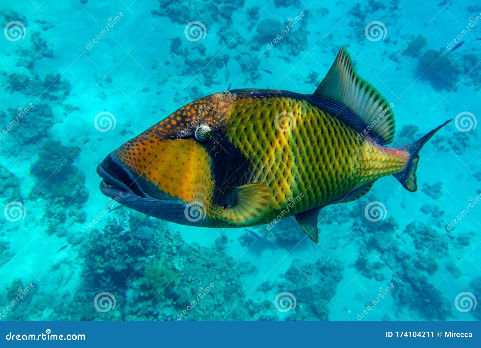 Giant Titan Triggerfish, Biggest Coral Reef Trigger Fish, Balistoides ...