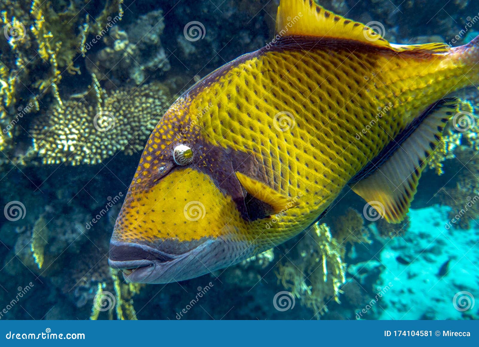 Giant Titan Triggerfish, Biggest Coral Reef Trigger Fish, Balistoides ...