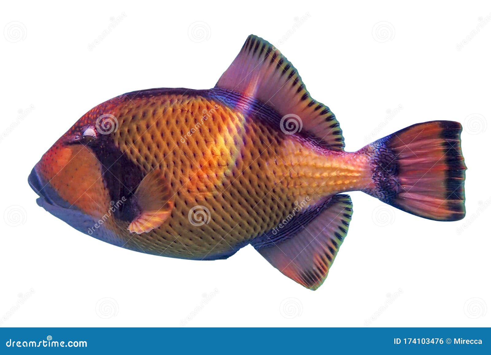 giant titan triggerfish, biggest coral reef trigger fish  on white background.