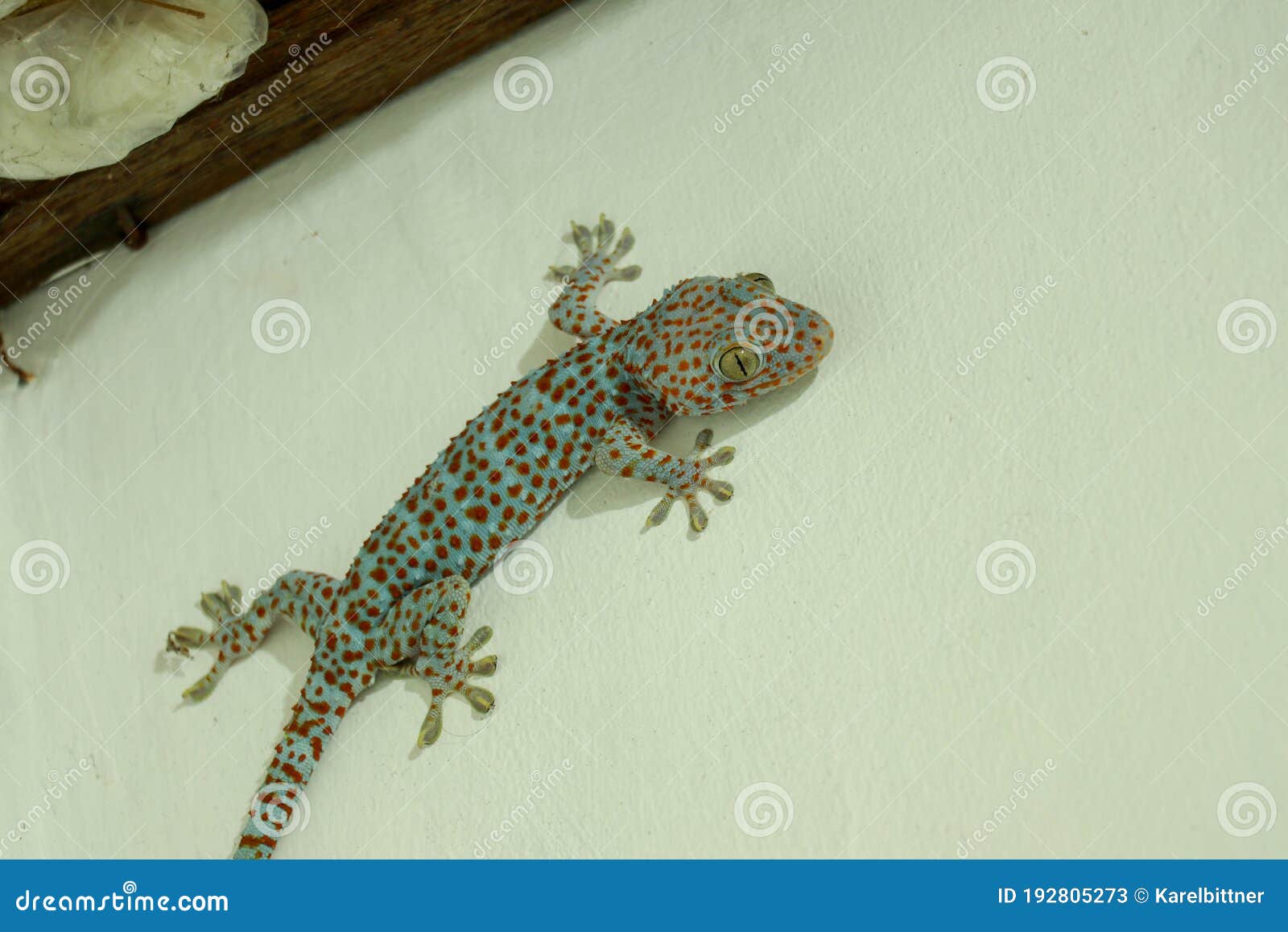 The Giant Tokeh Gekko Gecko. Blue Gekko Gecko With Orange Spots Stock Image  - Image Of Creature, Forest: 192805273