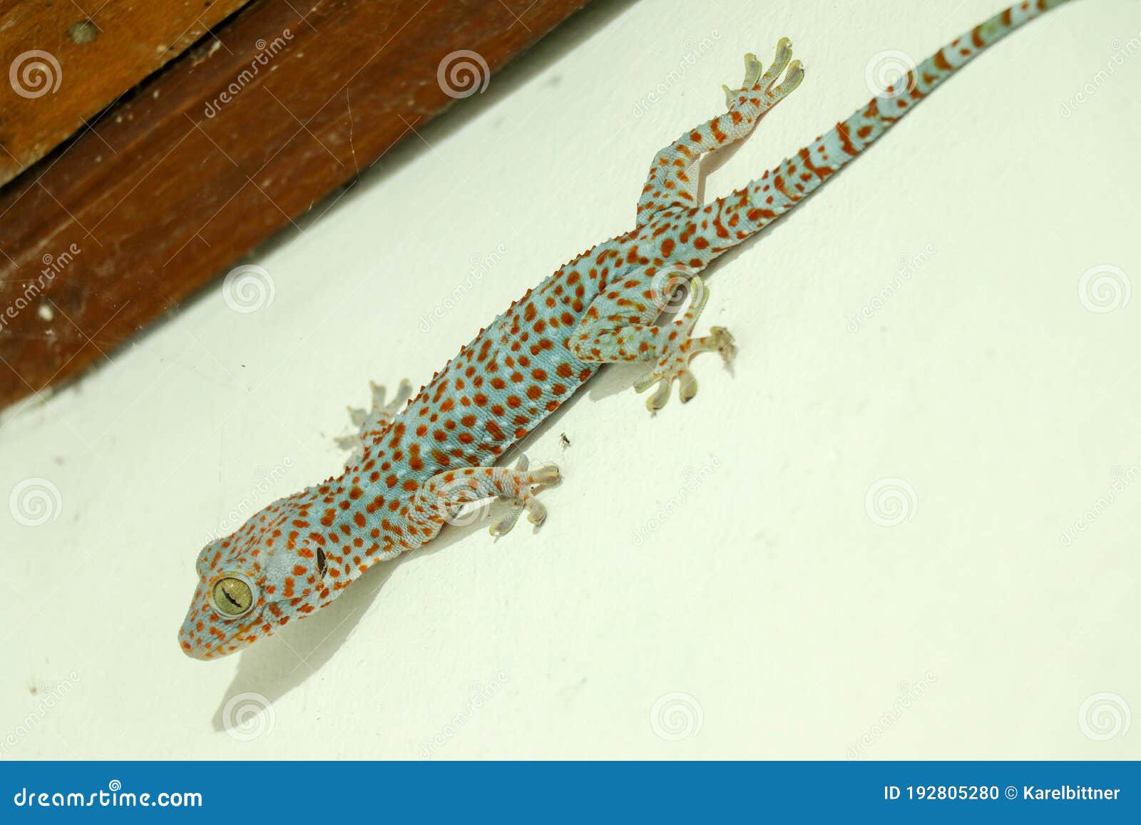 The Giant Tokeh Gekko Gecko. Blue Gekko Gecko With Orange Spots Stock Photo  - Image Of Brown, Nocturnal: 192805280