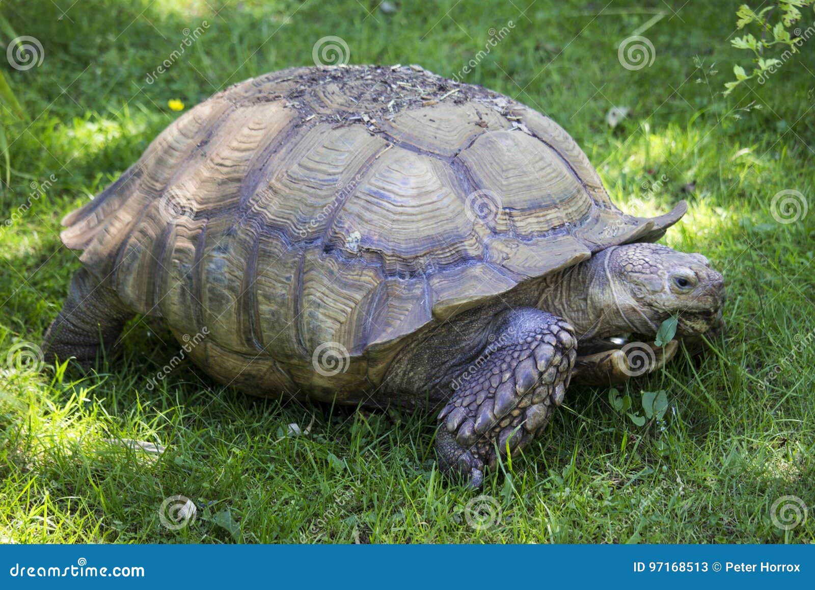 Giant Tortoise stock image. Image of head, nature, leaf 97168513