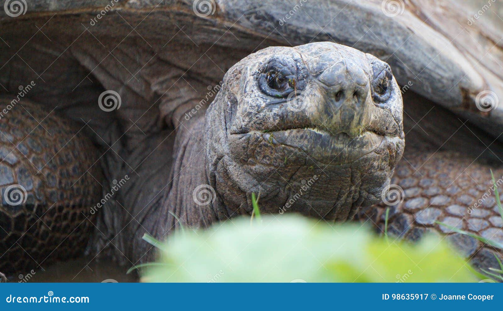 Giant Tortoise stock image. Image of reptiles, tropical - 98635917