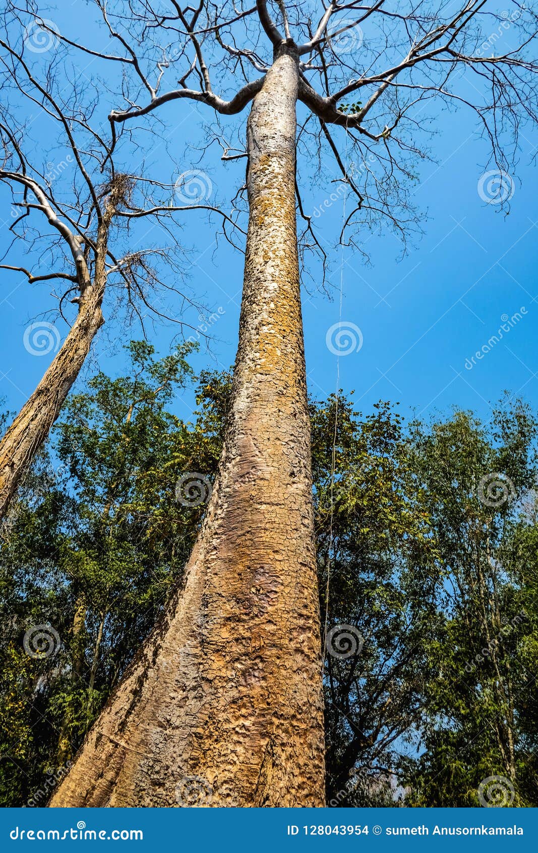 giant tree with blue sky in ta phom temple siem reap cambodia