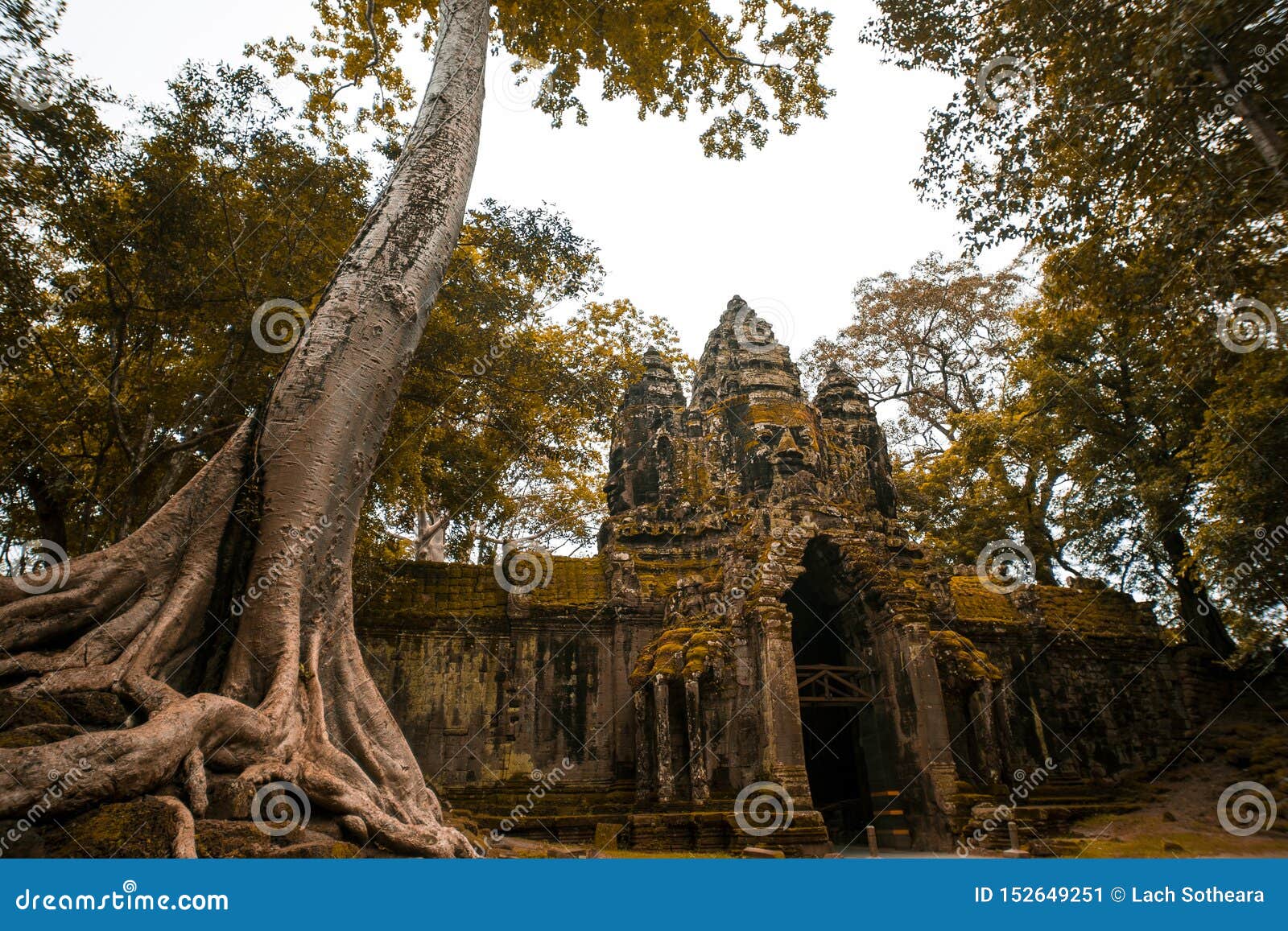giant tree with deep story temple in cambodia. unis co world heritage