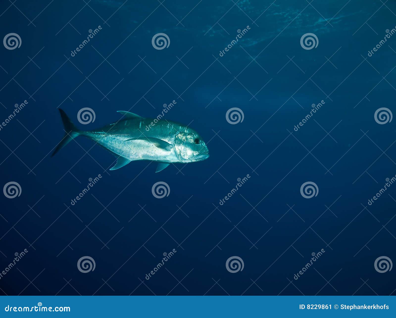 Download Giant trevally stock image. Image of aquarium, tropical ...