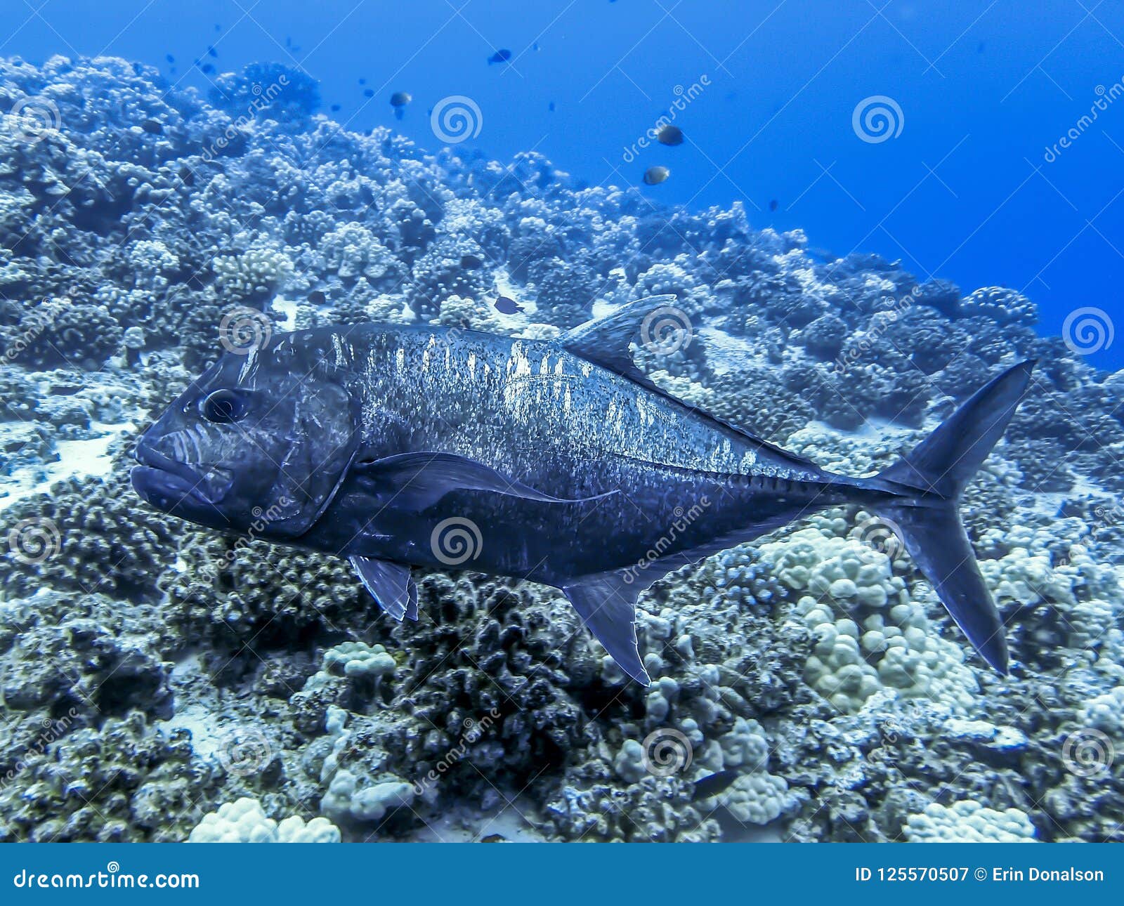 Download Giant Trevally Or Ulua Fish And Reef In Tropical Ocean Stock Image - Image of scuba, over: 125570507