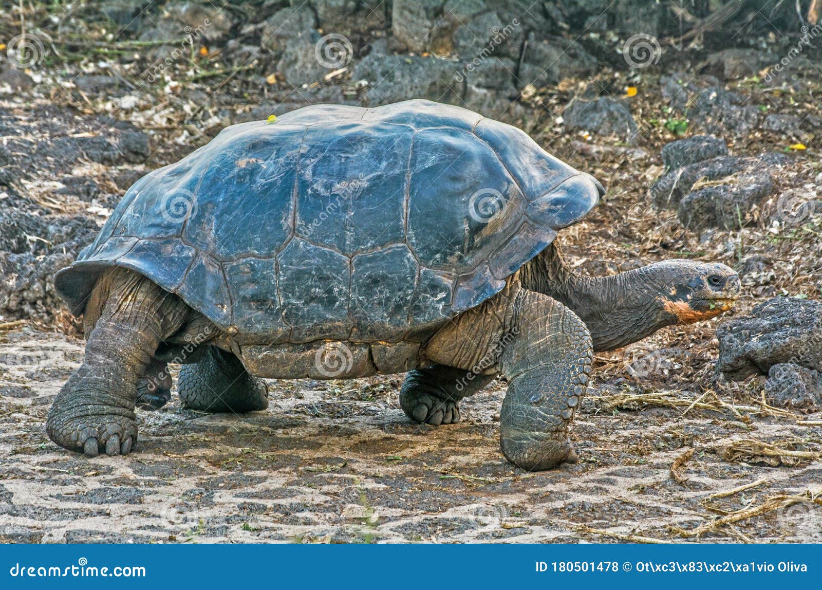 giant turtle chelonoidis nigra of galapagos