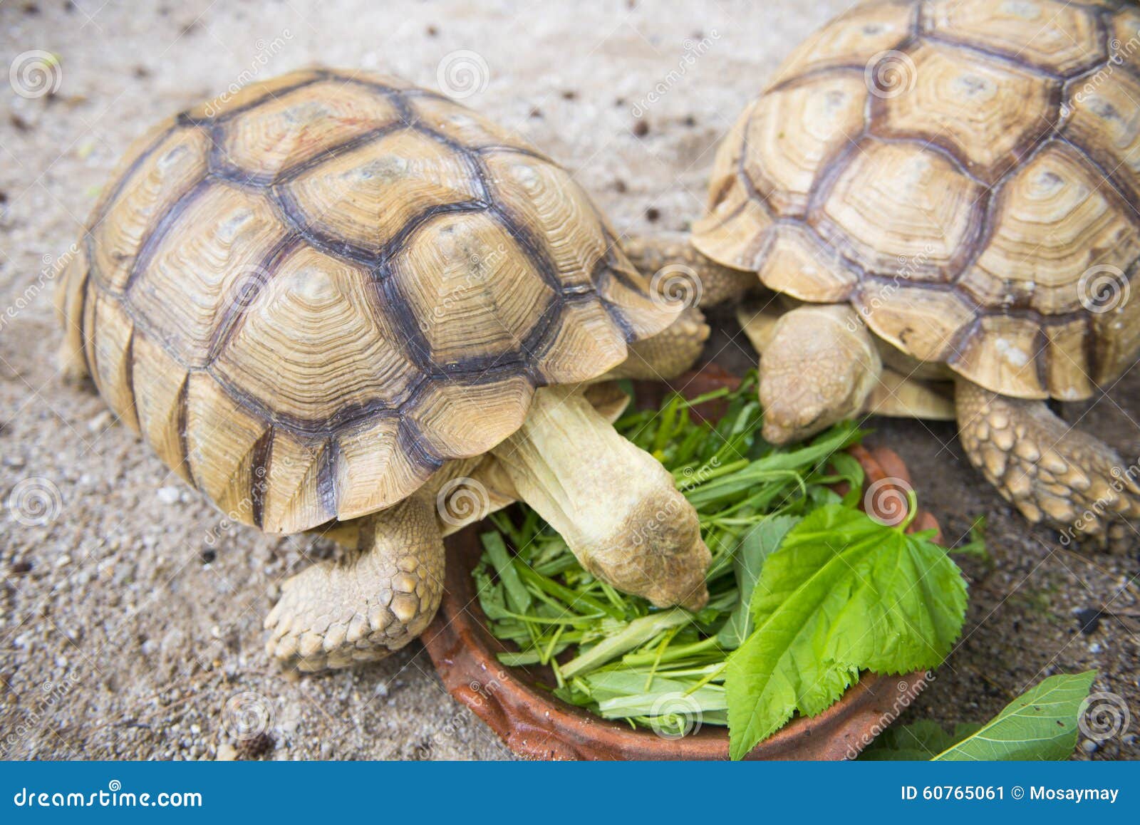 Vegetables that turtles can eat