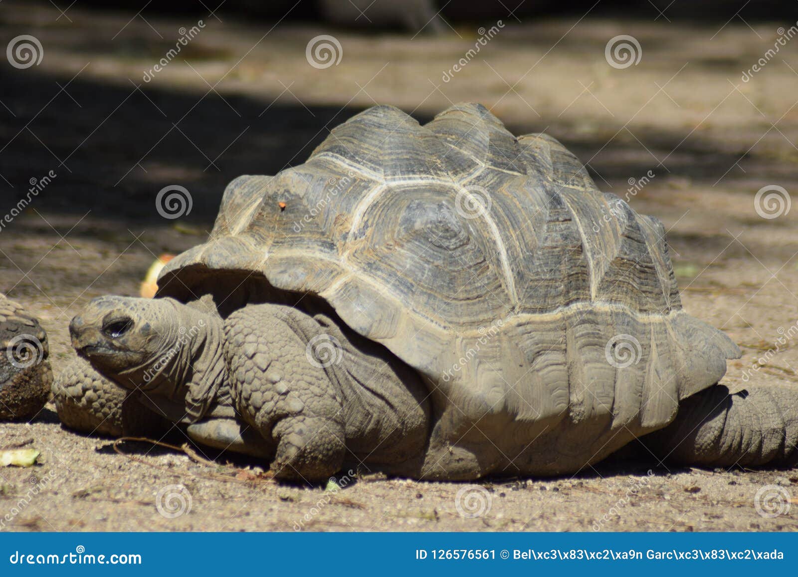 Giant Turtle stock image. Image of islands, ovipare - 126576561