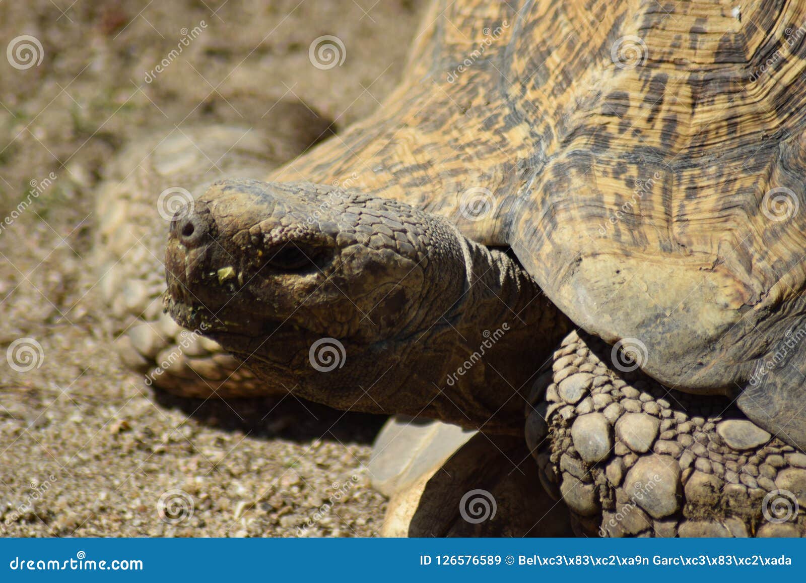 Giant Turtle stock image. Image of slow, ancient, islands - 126576589