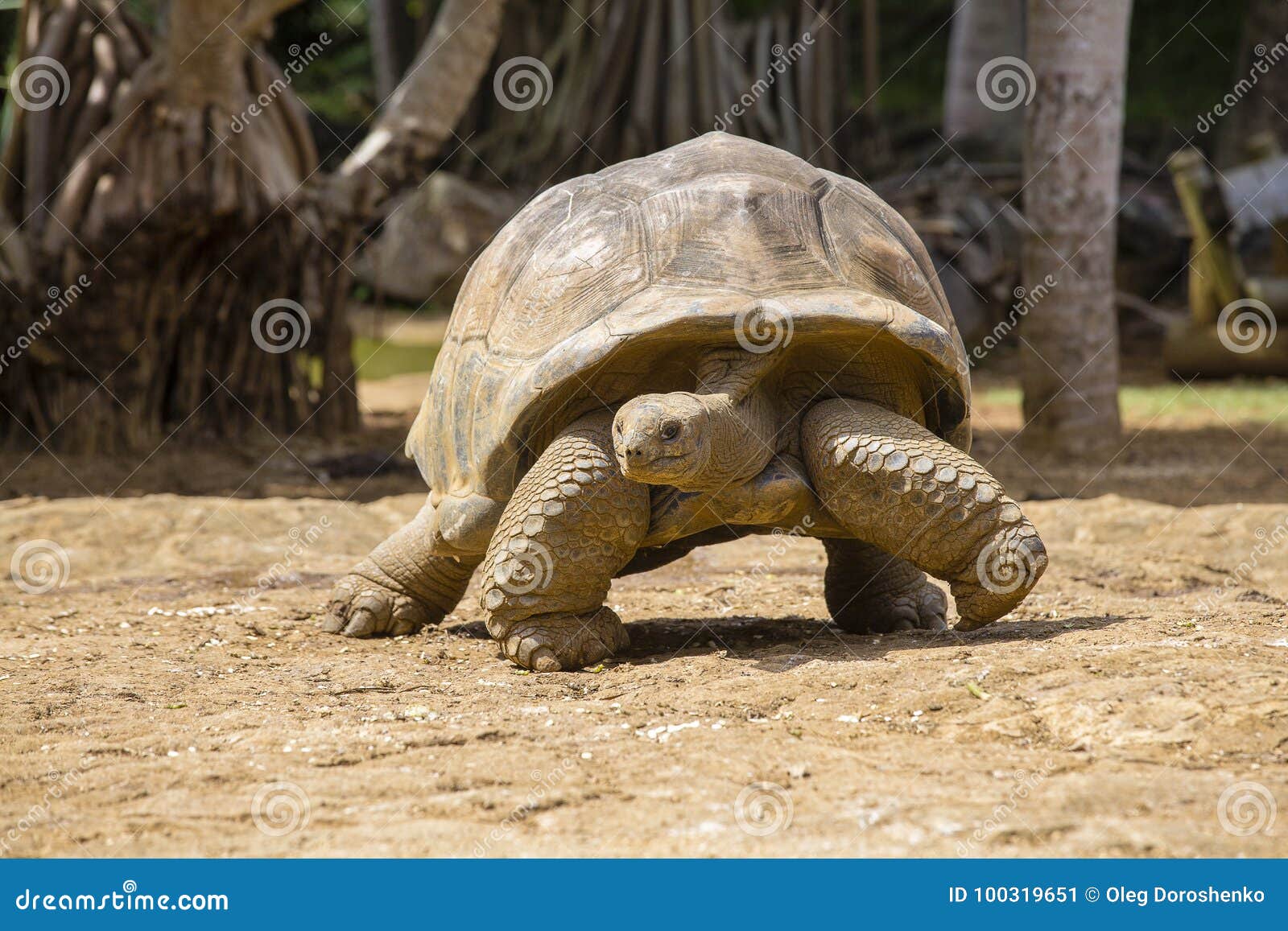 giant turtles, dipsochelys gigantea in island mauritius