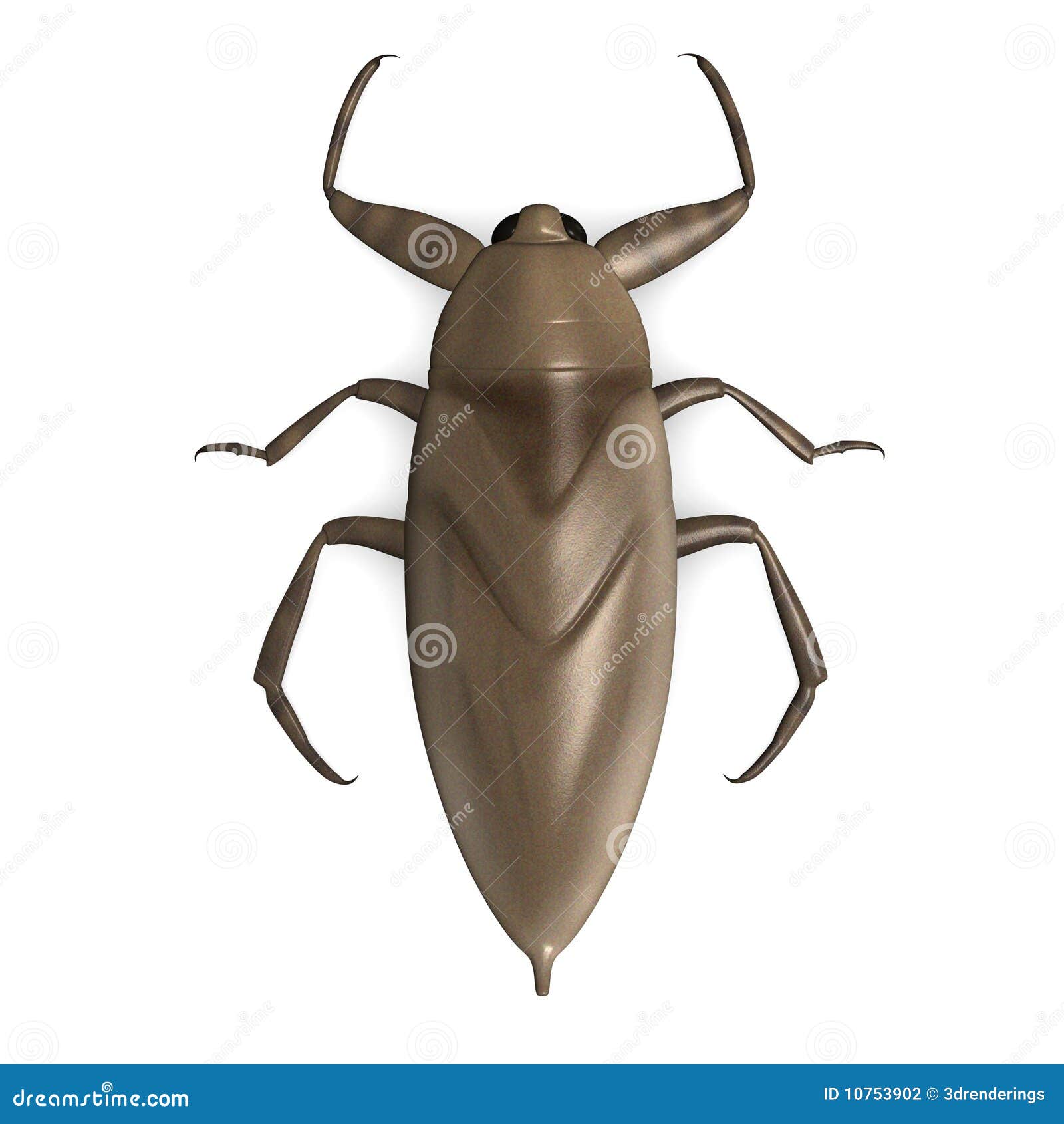 Giant water bug stock illustration. Illustration of pest 10753902