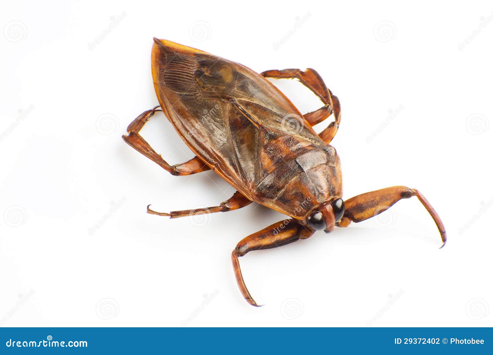 Giant water bug stock photo. Image of wild, brown, water 29372402
