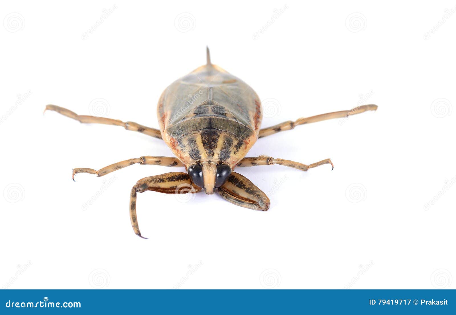 Giant water bug stock image. Image of giant, thailand 79419717