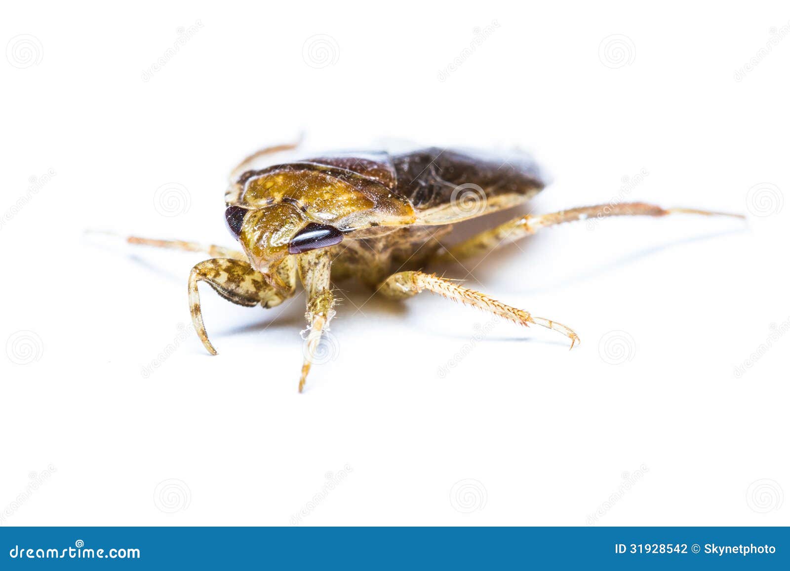 Giant Water Bug isolated stock photo. Image of ferment 31928542