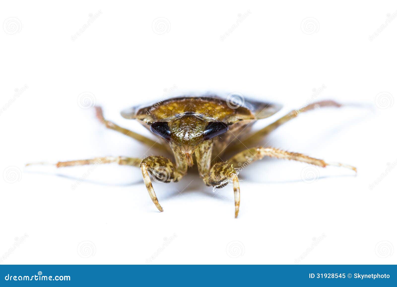 Giant Water Bug isolated stock image. Image of light 31928545