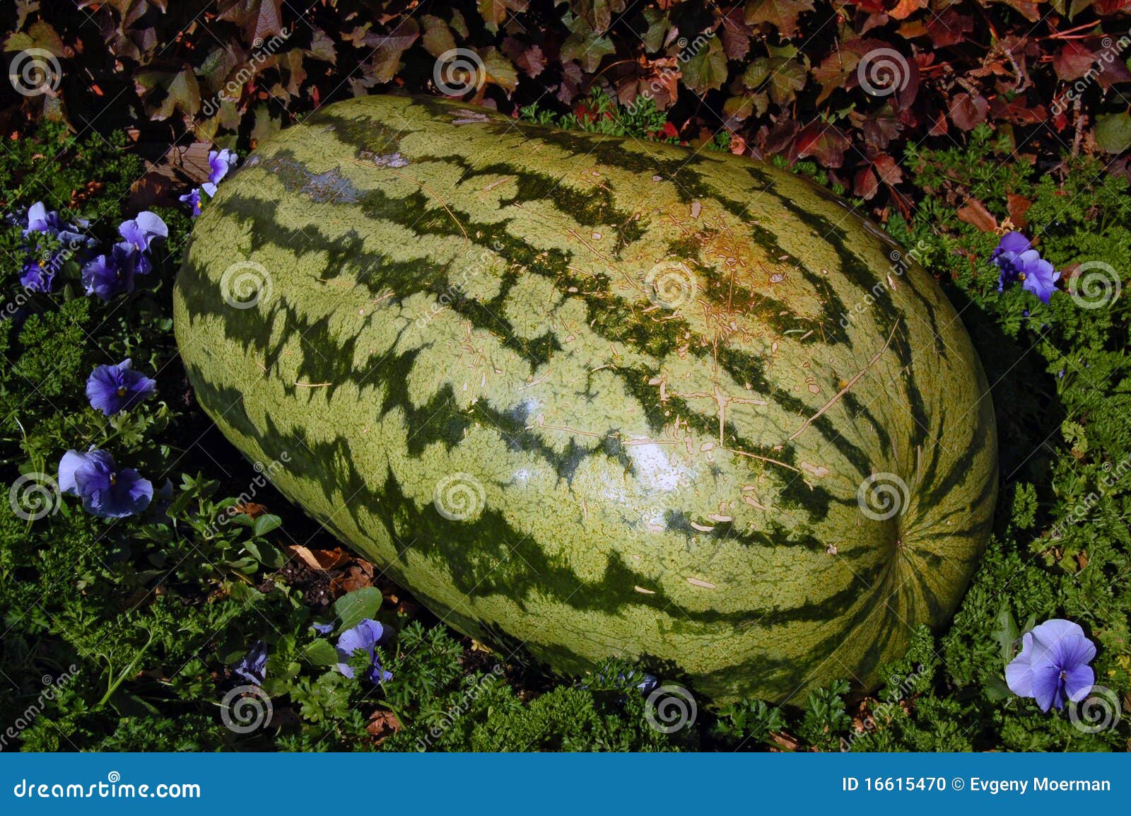 Giant Watermelon Stock Photo Image 16615470