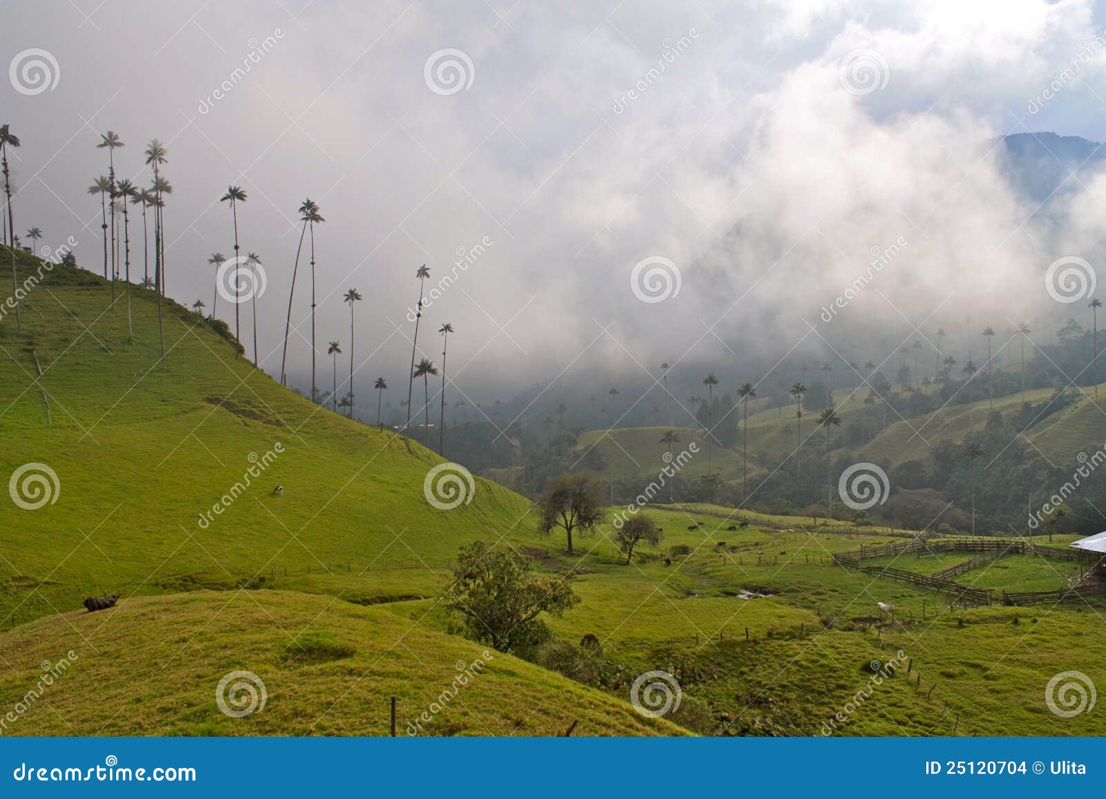 giant wax palms, cocora valley, colombia