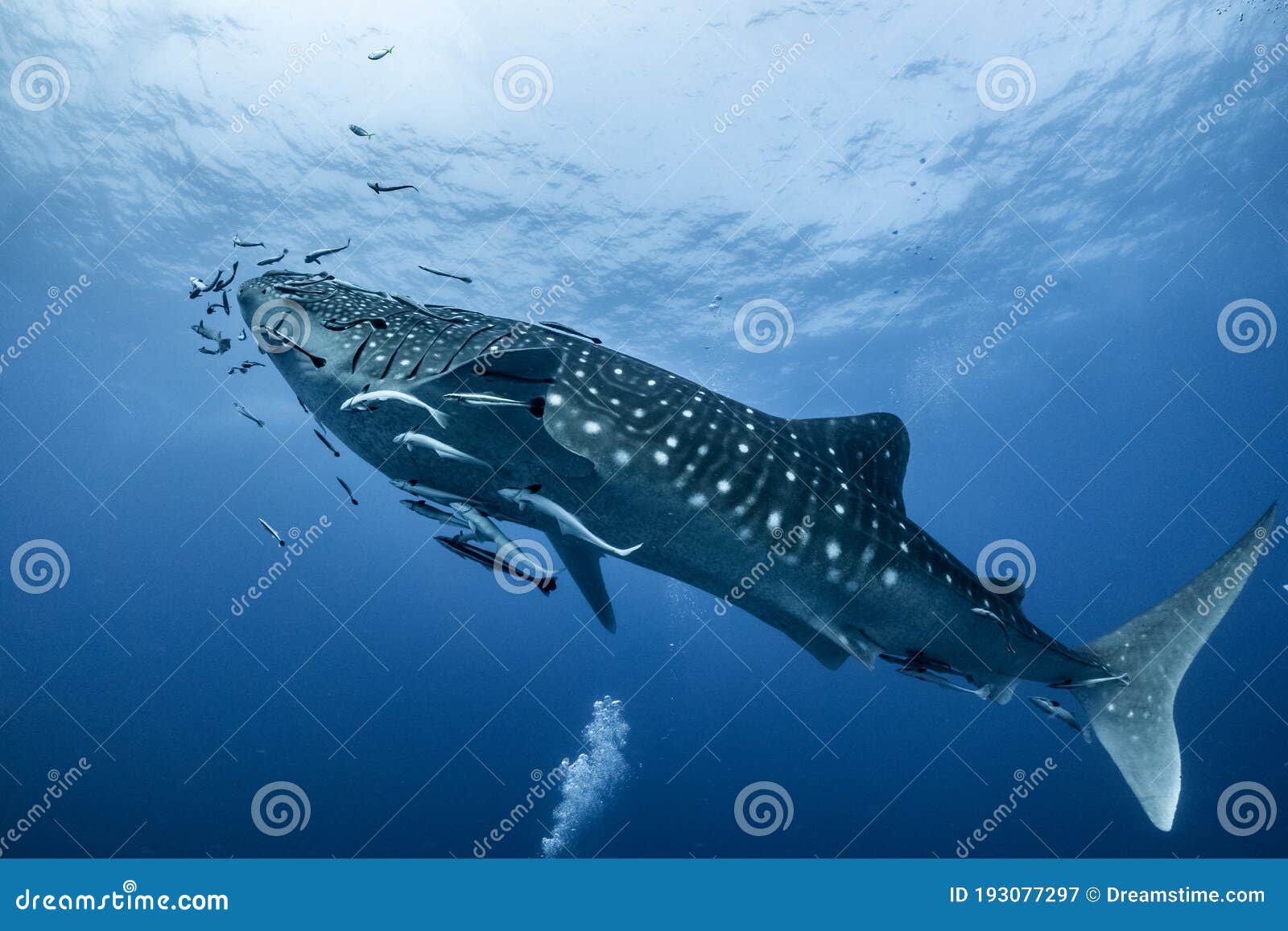 giant whale shark swimming underwater with scuba divers